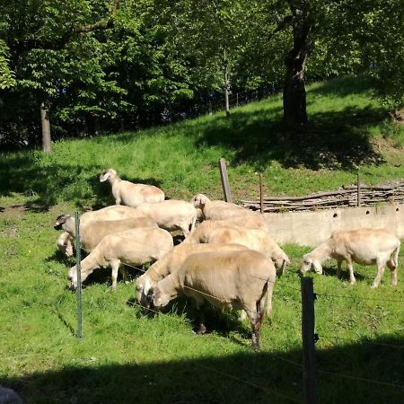 Landhof Ella - Ferienhaus Vor Den Toren Salzburgs Petting Ngoại thất bức ảnh