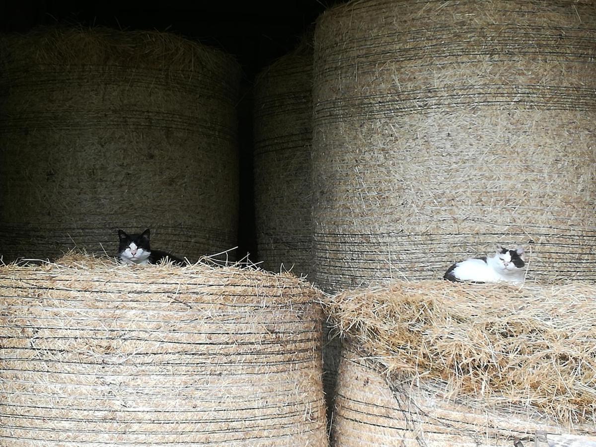 Landhof Ella - Ferienhaus Vor Den Toren Salzburgs Petting Ngoại thất bức ảnh